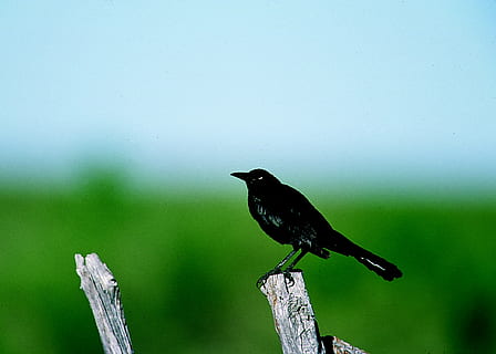 carcajadas, pájaro, posado, enviar, salvaje, fauna silvestre, naturaleza, prado, fauna animal, animales en la naturaleza, temas de animales, un animal, animal, vertebrado, centrarse en primer plano, material de madera, nadie, día, longitud total, al aire libre, de color negro, de cerca, planta, vista lateral, árbol, poste de madera, 1080P, CC0, dominio público, libre de derechos