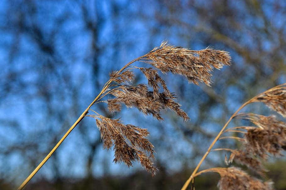 reed, frø position, blå, plante, vækst, fokus på forgrunden, natur, skønhed i naturen, træ, ingen mennesker, dag, tæt på, ro, himmel, udendørs, lav vinkel visning, sollys, afdeling, plantestamme, selektiv fokusering, tør, blad, 2K