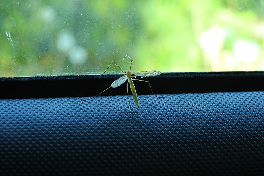 komar, insecte, naturalesa, macro, primer pla, ales, insectes alats, animals a la natura, invertebrat, cap gent, temes d'animals, fauna animal, un animal, animal, vidre - material, aràcnids, aranya, dia, centrar-se en primer pla, a l'aire lliure, artròpode, transparent, finestra, 4K