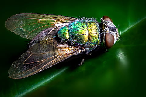 primer pla, fotografia, blau, verd, volar, foto macro, ampolla, full, error, insecte, ales, animal, un animal, invertebrat, temes d'animals, fauna animal, animals a la natura, ala dels animals, color verd, naturalesa, cap gent, part de la planta, part del cos dels animals, zoologia, ull d’animals, ull, planta, papallona - insecte, 4K, CC0, domini públic, lliure de regalies