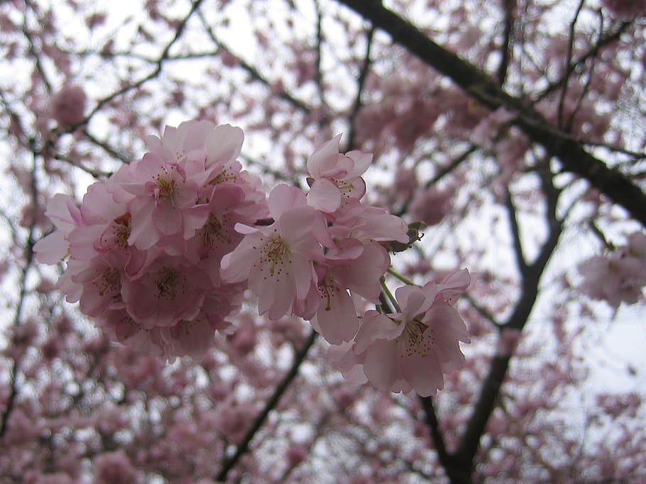 tre, blomstre, blomst, vår, eple, kirsebær, rosa, blader, blomstrende plante, anlegg, friskhet, skjørhet, skjønnhet i naturen, rosa farge, sårbarhet, gren, vekst, kirsebærblomst, våren, kirsebærtre, natur, nærbilde, lav vinkel visning, dag, petal, ingen folk, utendørs, blomsterhodet, pollen, en haug med blomster, 2K