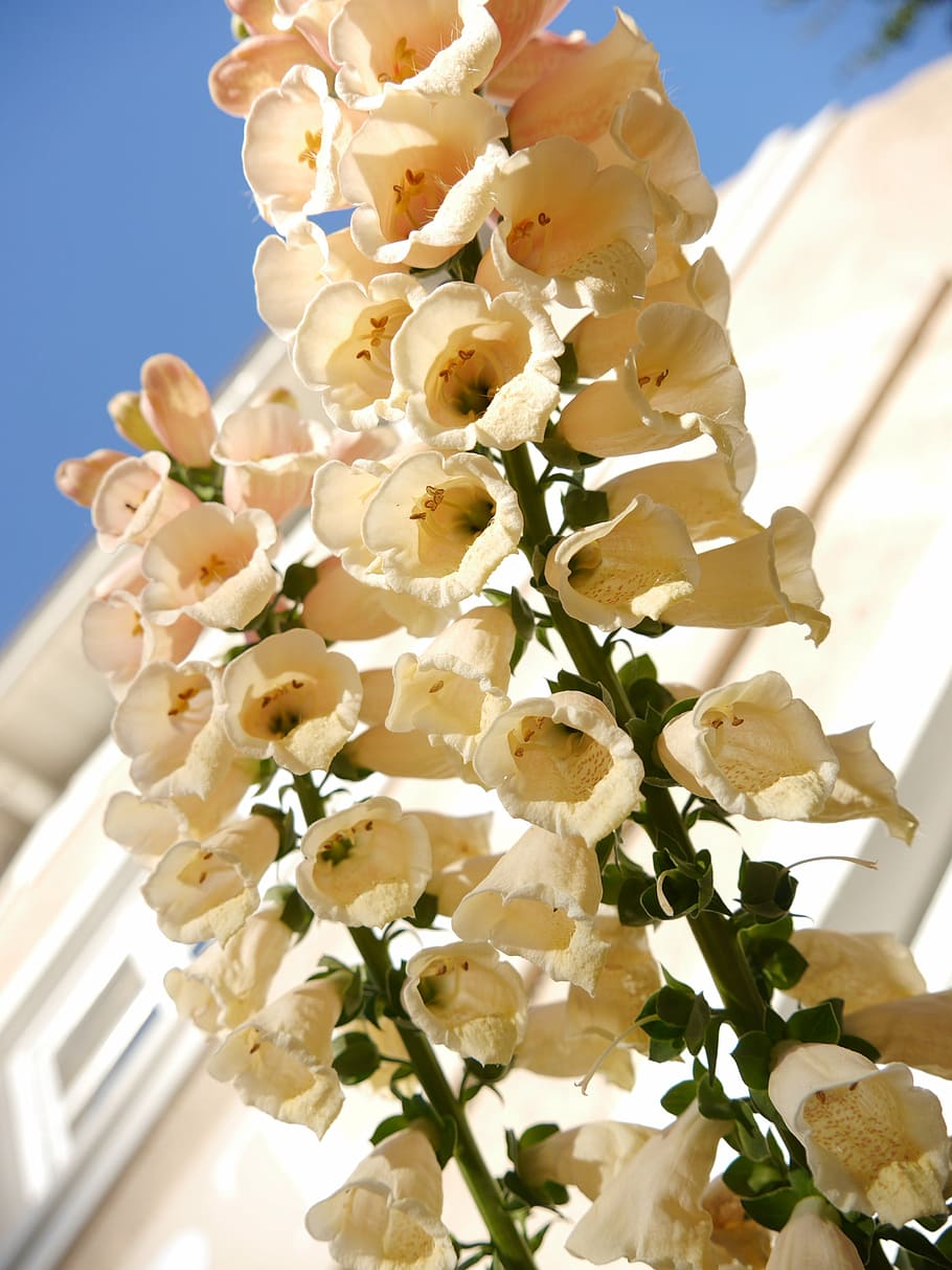 didal, flor, blanc, planta amb flors, planta, creixement, primer pla, Color blanc, frescor, cap gent, vulnerabilitat, fragilitat, naturalesa, bellesa a la natura, dia, pètal, vista d’angle baix, arbre, centrar-se en primer pla, inflorescència, primavera, cap de flor, flor de cirerer, 4K