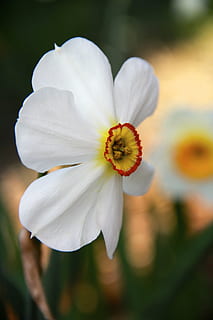 Pasqua, flor, primavera, groc, Feliç Pasqua, jardí, fons, naturalesa, tancar, floral, verd, estiu, infern, color, flor de pasqua, taronja, càlid, planta amb flors, fragilitat, vulnerabilitat, pètal, bellesa a la natura, planta, frescor, cap de flor, creixement, primer pla, inflorescència, centrar-se en primer pla, pol·len, cap gent, Color blanc, dia, enfocament selectiu, botànica, a l'aire lliure, 5K, CC0, domini públic, lliure de regalies