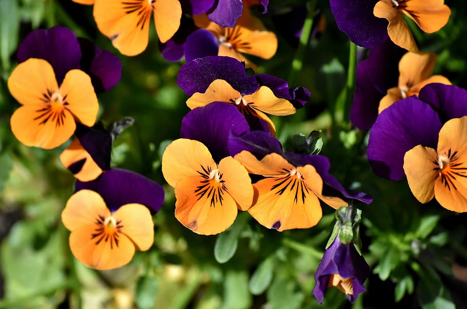 tæt, Foto, gul, lilla, pansy blomster, stedmoderblomst, blomst, forår, blomstre, flor, natur, violet, blomstrende plante, plante, skrøbelighed, sårbarhed, friskhed, skønhed i naturen, blomsterhoved, kronblad, vækst, blomsterstand, tæt på, fokus på forgrunden, dag, ingen mennesker, udendørs, pollen, 5K