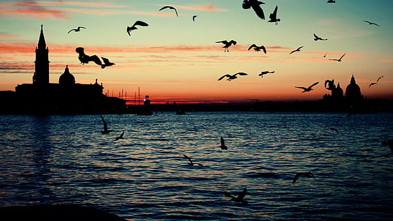 cancellato, sbagliato, una schifezza, tramonto, silhouette, acqua, grande gruppo di animali, mare, Stormo di uccelli, vertebrato, uccello, temi animali, animale, animali allo stato selvatico, fauna selvatica, gruppo di animali, volante, cielo, lungomare, bellezza nella natura, natura, colore arancione, nessuno, gabbiano, 5K, CC0, dominio pubblico, privo di copyright