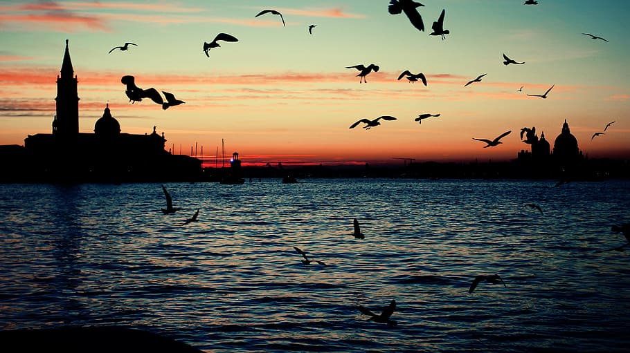 cancellato, sbagliato, una schifezza, tramonto, silhouette, acqua, grande gruppo di animali, mare, Stormo di uccelli, vertebrato, uccello, temi animali, animale, animali allo stato selvatico, fauna selvatica, gruppo di animali, volante, cielo, lungomare, bellezza nella natura, natura, colore arancione, nessuno, gabbiano, 5K