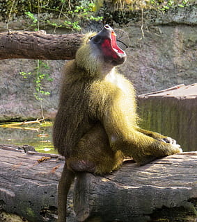 beždžionė, pavasaris, riaumoti, dantis, žinduolių, sėdi, tiergarten, Nuremberg, primatas, gyvūnų gyvūnija, vienas gyvūnas, gyvūnams, stuburiniai, pobūdį, dieną, nėra žmonių, medis, mediena - medžiaga, sutelkti dėmesį į naujas žinias, augalų, zoologijos sodas, lauke, burną atidaryti, 2K, CC0, Viešasis domenas, nemokamai