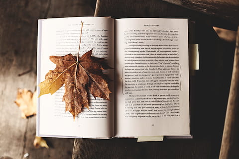 brun, lönnlöv, öppna, bok, torkades, sida, blad, dödblad, gammal, litteratur, läsning, gammaldags, antik, inget folk, höst, papper, dag, närbild, offentliggörande, text, växtdel, fortfarande liv, kommunikation, inomhus, västra skriptet, tabell, torr, fokusera på förgrunden, trämaterial, manus, Byta, löv, 5K, CC0, offentligt domän, royaltyfria