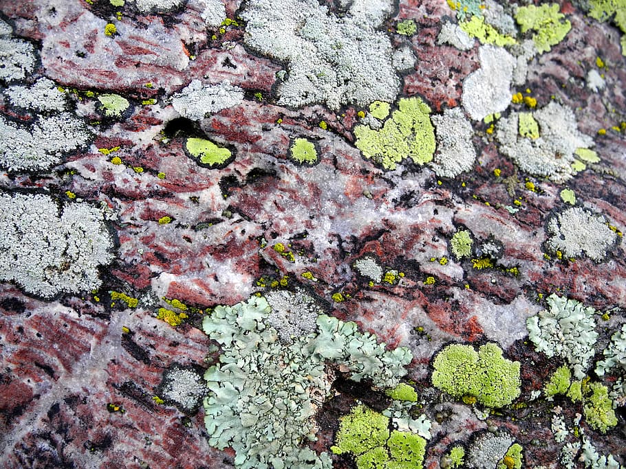 mos, lichen, struktur, klippe, sten-, klipper, natur, baggrunde, svamp, mønster, tæt på, tekstureret, ru, abstrakt, makro, fuld ramme, dag, ingen mennesker, vækst, plante, udendørs, grøn farve, høj vinkel visning, skønhed i naturen, murbygningsfunktion, blad, solid, 2K