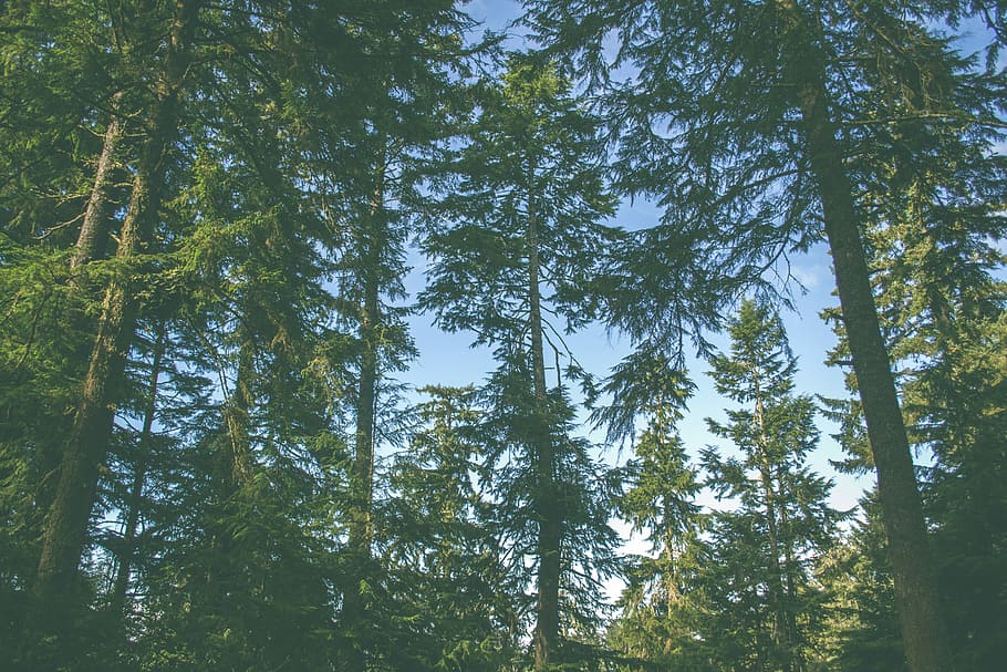 Bodenschuss, Grün, Bäume, Flachwinkelaufnahmen, Kiefern, Baum, Wald, Kiefer, Holz, Ast, Tanne, draussen, Himmel, Pflanze, Sommer-, Natur, alt, wild, wachsen, Neu, Wachstum, Schönheit in der Natur, Flachwinkelansicht, grüne Farbe, Land, Ruhe, Tag, keine Leute, große Höhe, ruhige Szene, Baumstamm, Kofferraum, Nicht-städtische Szene, Szenen - Natur, idyllisch, draußen, Nadelbaum, Bambuspflanze, Baumkrone, Kiefernwald, 4K