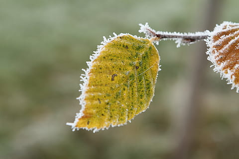 îngheţ, fag de fag, frunze, frunze de toamnă, plantă, a închide, parte a plantelor, să se concentreze asupra primelor elemente, zi, frumusețe în natură, natură, nici o persoana, creştere, iarnă, temperatura rece, copac, păsărică salcie, îngheţat, Culoarea verde, în aer liber, galben, gheaţă, Schimbare, 5K, CC0, domeniu public, fără drepturi de autor