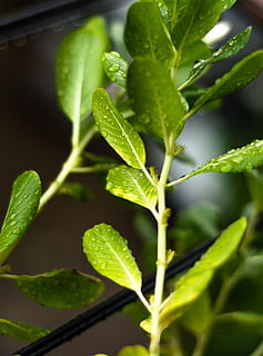 træ, grønt blad, blomster, blad vektor, efterårsblade, natur, falde blade, blade isoleret, forlader baggrunden, blad mønster, blad ikon, plante, mønster, blad, vækst, miljø, naturlig, blade, Skov, grøn, have, forår, plante del, grøn farve, tæt på, skønhed i naturen, selektiv fokusering, ingen mennesker, dag, fokus på forgrunden, friskhed, mad og drikke, mad, udendørs, urt, sollys, sårbarhed, potteplante, 5K, CC0, offentligt domæne, royaltyfrie