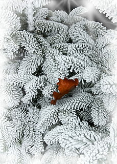 Tanne, Schnee, Blatt, Winter, kalt, Frost, Natur, schneebedeckt, winterlich, Winterzauber, Winterwald, Schneezauber, Tannenspitzen, Tannennadeln, eisig, Fichte, Tannenzweig, keine Leute, Nahansicht, drinnen, Weihnachtsdekoration, Weihnachten, Kunst und Handwerk, weiße Farbe, kalte Temperatur, Textil-, Kunst, Kreativität, wolle, Feier, Muster, Vollbild, warme Kleidung, rot, Blumenmuster, 2K, CC0, gemeinfrei, lizenzfrei