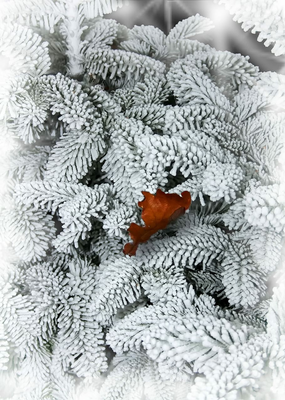 gran, sne, blad, vinter, kold, frost, natur, snedækket, vinterlige, vinter magi, vinter skov, sne magi, fir tips, grannåle, frost-, tannenzweig, ingen mennesker, tæt på, indendørs, juledekoration, jul, Kunst og håndværk, hvid farve, kold temperatur, tekstil, håndværk, kreativitet, uld, fest, mønster, fuld ramme, varme tøj, rød, blomstermønster, 2K