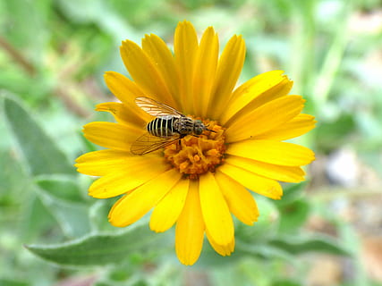 Hoverfly, Syrphidae, Libar, daisy, blomst, falsk hvep, insekt, kronblad, natur, blomsterhoved, gul, skrøbelighed, plante, friskhed, vækst, skønhed i naturen, blomstrende plante, hvirvelløse, dyreliv, dyre temaer, dyr, dyr i naturen, tæt på, sårbarhed, et dyr, blomsterstand, ingen mennesker, pollen, bestøvning, udendørs, forår, 2K, CC0, offentligt domæne, royaltyfrie