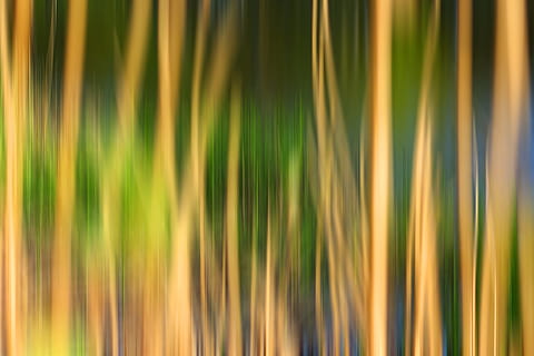 Wallpaper, Background, Image, background image, desktop, nature, grass, pc, mac, computer, backgrounds, abstract, full frame, green color, yellow, no people, motion, blurred motion, close-up, beauty in nature, pattern, light - natural phenomenon, plant, growth, multi colored, defocused, refraction, abstract backgrounds, tree, outdoors, palm leaf, chaos, 4K, CC0, public domain, royalty free
