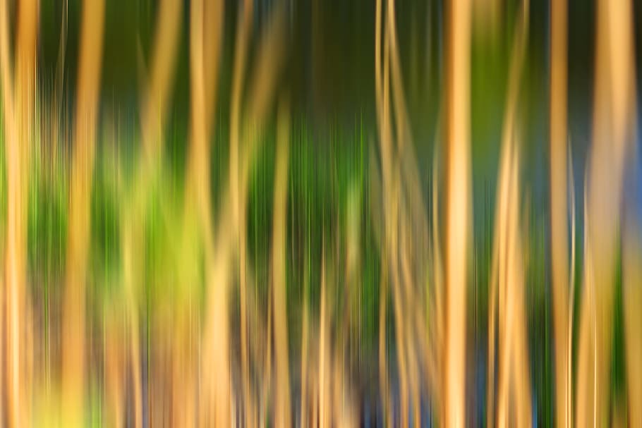 sfondo, Immagine, immagine di sfondo, del desktop, natura, erba, pc, Mac, computer, sfondi, astratto, fotogramma intero, colore verde, giallo, nessuno, movimento, movimento sfocato, avvicinamento, bellezza nella natura, modello, luce - fenomeno naturale, pianta, crescita, multicolore, defocused, rifrazione, sfondi astratti, albero, all'aperto, foglia di palma, caos, 4K