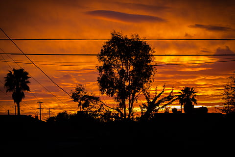 arbre, posta de sol, paisatge, tarda, bell paisatge, natural, silueta, silueta de l'arbre, cel del capvespre, cel, fons de posta de sol, Palmera, escenics, planta, destinacions de viatge, naturalesa, cap gent, a l'aire lliure, núvol - cel, bellesa a la natura, escenics - natura, color taronja, tranquil·litat, escena tranquil·la, cable, electricitat, línia elèctrica, creixement, piló d’electricitat, cel dramàtic, Font d'alimentació, 5K, CC0, domini públic, lliure de regalies