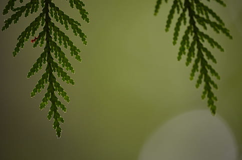 cedar, boughs, tree, leaf, natural, green, nature, plant, green color, plant part, no people, growth, close-up, beauty in nature, day, herb, outdoors, freshness, branch, studio shot, pine tree, focus on foreground, tranquility, coniferous tree, fir tree, 4K, CC0, public domain, royalty free