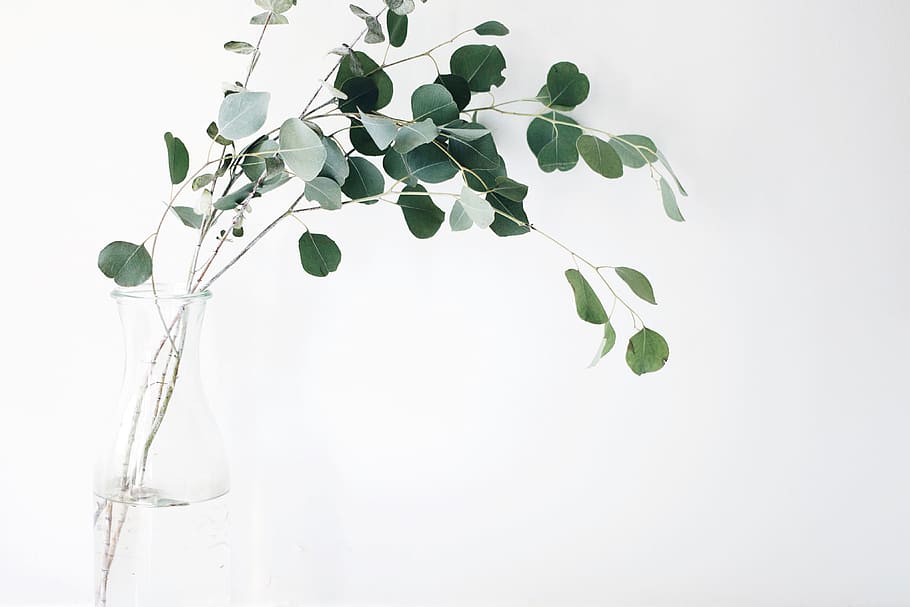 Foto, grøn, blad plante, klar, glas vas, stadig, elementer, ting, planter, vase, grene, blade, minimalistisk, hvid, blad, plante del, studio skud, hvid baggrund, plante, indendørs, natur, ingen mennesker, friskhed, tæt på, skønhed i naturen, vækst, grøn farve, plantestamme, mad og drikke, Kvist, skrøbelighed, hvid farve, renhed, stueplante, 4K