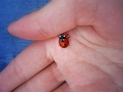 Marienkäfer, Glück, Hand, Insekt, menschliches Körperteil, menschliche Hand, Körperteil, wirbellos, eine Person, Finger, Nahansicht, Tierwelt, menschlicher Finger, Käfer, ein Tier, Tiere in freier Wildbahn, klein, menschliche Haut, 2K, CC0, gemeinfrei, lizenzfrei