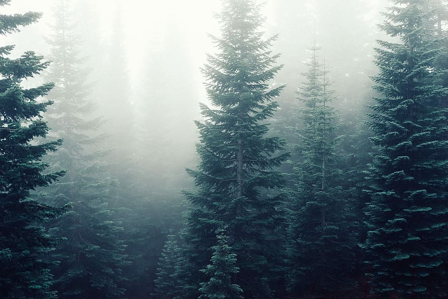alt, verd, tress, cobert, boires, negre, branques, boira, bosc, gris, pins, arbres, blanc, naturalesa, arbre, paisatge, a l'aire lliure, hivern, escenics, bellesa a la natura, pi, blau, neu, cap gent, escena tranquil·la, àrea salvatge, fred - temperatura, tranquil·litat, planta, creixement, terra, temperatura de fred, dia, escenics - natura, escena no urbana, medi ambient, arbre de coníferes, 1080P