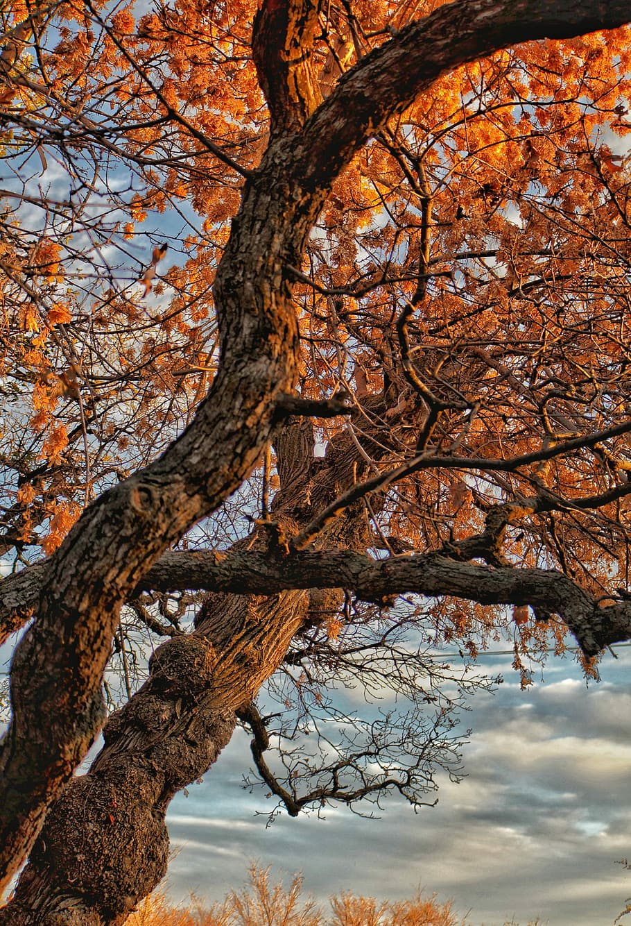 Brun, træ, overskyet, dag, ground shot, ahorntræ, afdeling, bark, blad, efterår, himmel, Sky, utah, parkere, naturaleza, árbol, plante, natur, skønhed i naturen, ingen mennesker, lav vinkel visning, ro, træstamme, bare træ, bagagerum, lave om, udendørs, scenics - natur, vækst, sollys, rolig scene, 4K