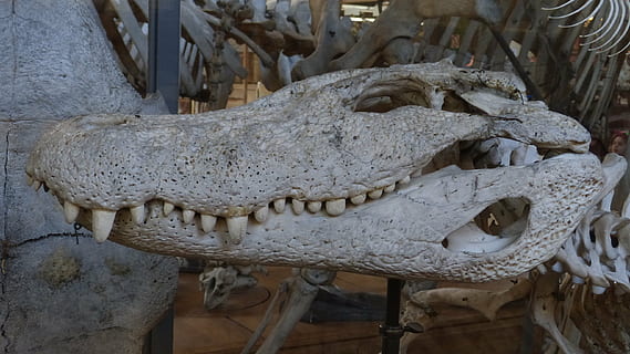 crocodil, cap, schelet, os, muzeu, dinte, târâtoare, nici o persoana, a închide, reprezentare, zi, animal osos, arhitectură, culoare alba, creativitate, scheletul animalelor, istorie, partea corpului animalului, animal, parte a corpului, craniu animal, trecutul, în interior, artă și sculptură, dinți de animale, sculptură, 2K, CC0, domeniu public, fără drepturi de autor