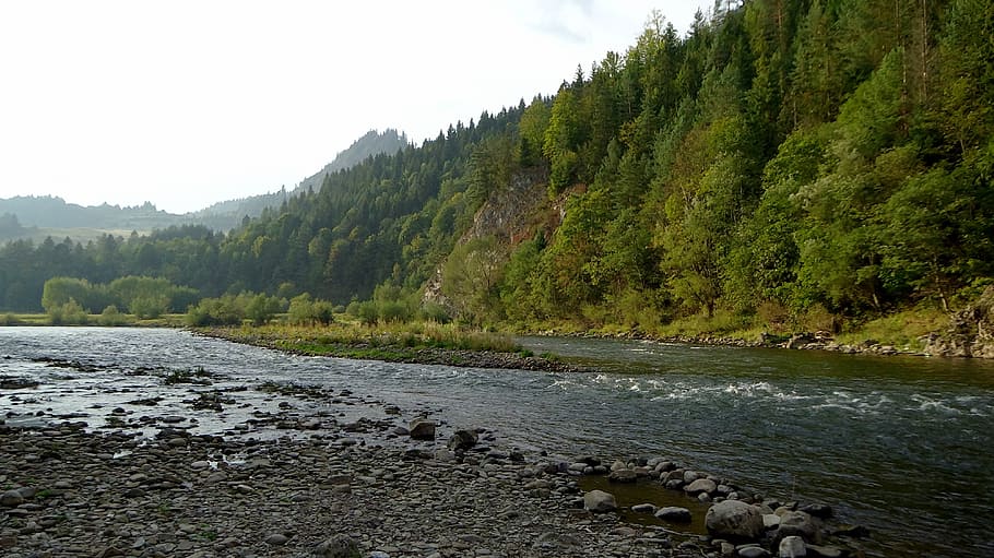 pieniny, Polònia, muntanyes, aigua, paisatge, les pedres, arbre, planta, escenics - natura, naturalesa, bellesa a la natura, cap gent, terra, bosc, riu, tranquil·litat, color verd, medi ambient, muntanya, escena no urbana, escena tranquil·la, rock, cel, creixement, aigua que flueix, a l'aire lliure, que flueix, pi, bosc de pi, arbre de coníferes, 4K