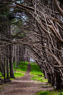 boardwalk, omgivet, baretrees, pathway, bladløse træer, sti, Skov, træ, afdeling, plante, jord, natur, ro, vækst, skønhed i naturen, ingen mennesker, dag, vejen frem, bagagerum, træstamme, retning, rolig scene, udendørs, ikke-urbane scene, treelined, bambus - plante, 5K, CC0, offentligt domæne, royaltyfrie