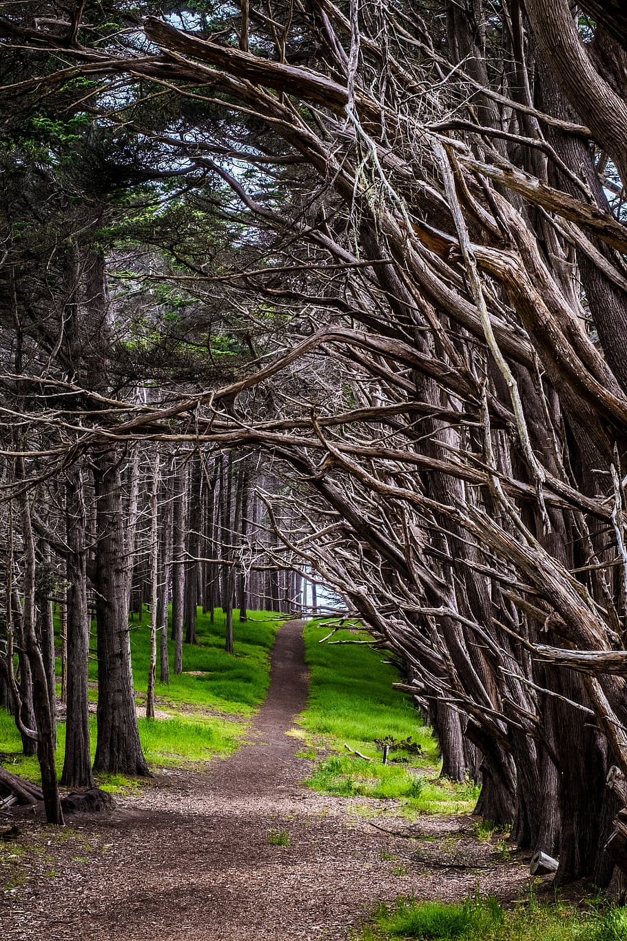 passeig marítim, envoltat, baretrees, arbres sense fulles, Camí, bosc, ruta, arbre, branca, planta, terra, naturalesa, tranquil·litat, creixement, bellesa a la natura, cap gent, dia, el camí a seguir, tronc, tronc de l'arbre, direcció, escena tranquil·la, a l'aire lliure, sendera, escena no urbana, treelined, bambú - planta, 5K