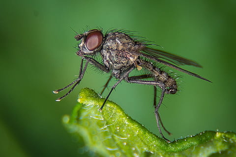 fliegen, Makro, öffentliche Aufnahme, Insekt, Natur, schließen, Tier, Facettenaugen, Insektenmakro, Stubenfliege, behaart, Fluginsekt, Tierthemen, wirbellos, Tierwelt, ein Tier, Nahansicht, Tiere in freier Wildbahn, grüne Farbe, Pflanze, Pflanzenteil, Tierflügel, Tierkörperteil, Blatt, keine Leute, Zoologie, Gliederfüßer, Tierauge, draußen, Tierkopf, klein, 1080P, CC0, gemeinfrei, lizenzfrei