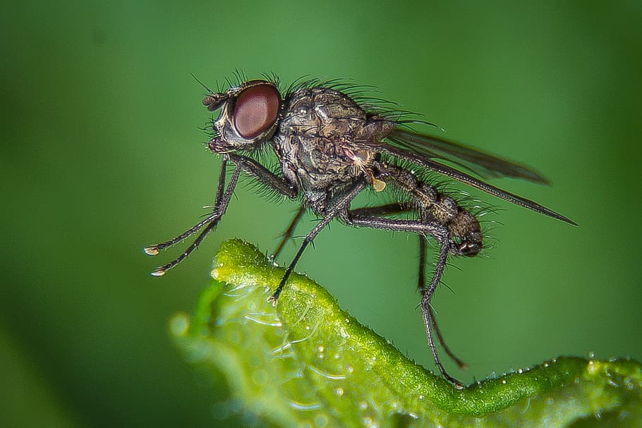 fliegen, Makro, öffentliche Aufnahme, Insekt, Natur, schließen, Tier, Facettenaugen, Insektenmakro, Stubenfliege, behaart, Fluginsekt, Tierthemen, wirbellos, Tierwelt, ein Tier, Nahansicht, Tiere in freier Wildbahn, grüne Farbe, Pflanze, Pflanzenteil, Tierflügel, Tierkörperteil, Blatt, keine Leute, Zoologie, Gliederfüßer, Tierauge, draußen, Tierkopf, klein, 1080P