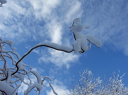 winter, sky, snow, cloud - sky, low angle view, branch, nature, tree, plant, no people, bare tree, flying, day, animal, beauty in nature, vertebrate, outdoors, animals in the wild, bird, spread wings, animal themes, 2K, CC0, public domain, royalty free