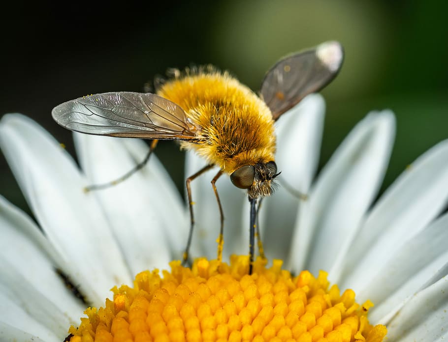 margarida, dípters, insecte, zumbat, bespozvonochnoe, macro, pelut, flor, planta amb flors, invertebrat, fragilitat, cap de flor, fauna animal, pètal, abella, vulnerabilitat, un animal, groc, frescor, primer pla, animals a la natura, planta, temes d'animals, pol·len, bellesa a la natura, animal, polinització, cap gent, papallona - insecte, 2K
