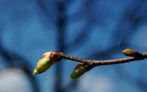 knop, blomstring, forår, træ, blomstrer, natur, tæt på, plante, fokus på forgrunden, vækst, ingen mennesker, blå, skønhed i naturen, blomst, friskhed, blomstrende plante, dag, udendørs, skrøbelighed, begyndelser, sårbarhed, afdeling, selektiv fokusering, 1080P, CC0, offentligt domæne, royaltyfrie