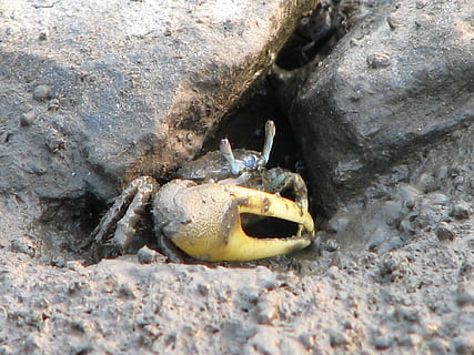 fiddler krabbe, krabbe, strand, dyr, hav, klo, fisk og skaldyr, dyreliv, dyr i naturen, dyre temaer, et dyr, natur, klippe, dag, tæt på, rock-objekt, ingen mennesker, solid, selektiv fokusering, krebsdyr, høj vinkel visning, jord, udendørs, hvirvelløse, marine, 2K, CC0, offentligt domæne, royaltyfrie
