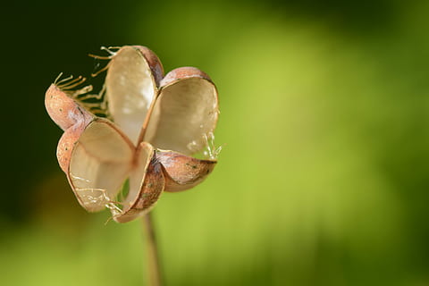 capsule, vide, sec, herbe, des graines, la nature, multiplication, marron, Fermer, démarrage, Frucht Kapsel, délavé, été, ouvrir, plante, personne, couleur verte, fleur, fraîcheur, se concentrer sur le premier plan, croissance, mise au point sélective, beauté dans la nature, fragilité, débuts, bourgeon, journée, vulnérabilité, feuille, en plein air, printemps, plante à fleurs, 5K, CC0, domaine public, libre de droits
