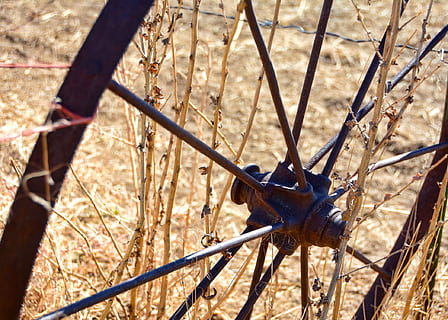 roue, rustique, tomber, l'automne, ancien, vieux, antique, wagon, rural, rouillé, pays, marron, cercle, altéré, ferme, obsolète, occidental, métal, la nature, journée, fermer, un animal, personne, lumière du soleil, terre, en plein air, animaux à l'état sauvage, la faune des animaux, champ, thèmes animaux, animal, se concentrer sur le premier plan, vue grand angle, mise au point sélective, hiver, plante, invertébré, 1080P, CC0, domaine public, libre de droits