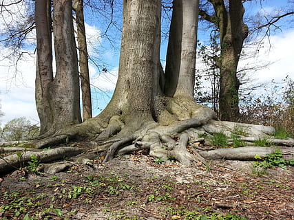 árvores durante o dia, árvore, raiz, floresta, natureza, cepas, arvores, faia, tronco, tronco de árvore, plantar, terra, tranquilidade, dia, crescimento, ninguém, ramo, beleza na natureza, ao ar livre, meio Ambiente, céu, árvore nua, cena não urbana, latido, 2K, CC0, domínio público, royalty free