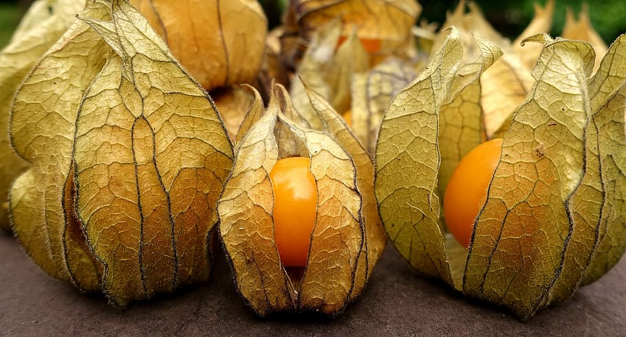 fruites del physalis, physalis, fruita, baia, taronja, menjar, saludable, vitamines, decoració, primer pla, natura morta, fruites de baies, capgros de capa, saborós, deliciós, lampionblume, exòtic, producte natural, dolç, menjar i beguda, part de la planta, full, cap gent, centrar-se en primer pla, tardor, naturalesa, alimentació saludable, frescor, benestar, color taronja, cirera d’hivern, marró, enfocament selectiu, a l'interior, vegetals, fulles, condició natural, 4K