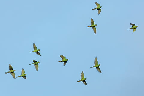 gregge, giallo, uccello, volante, volo, verde, uccelli, parrocchetti, cielo blu, giorno, natura, cielo, animale, ala animale, gruppo di animali, blu, Stormo di uccelli, all'aperto, cielo sereno, Inquadratura dal basso, vertebrato, temi animali, animali allo stato selvatico, fauna selvatica, nessuno, ali spiegate, mezz'aria, bellezza nella natura, grande gruppo di animali, direttamente sotto, sbattimento, 4K, CC0, dominio pubblico, privo di copyright