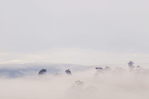 Landschaft, Natur, Wolken, wolkig, Tageslicht, Umgebung, Nebel, nebelig, Blätter, draußen, szenisch, Baumkrone, Bäume, Ruhe, Himmel, Schönheit in der Natur, Szenen - Natur, ruhige Szene, Baum, kopieren sie platz, keine Leute, Pflanze, idyllisch, wolke - himmel, kalte Temperatur, Tag, dunstig, Winter, 5K, CC0, gemeinfrei, lizenzfrei