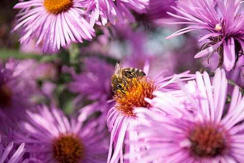 Biene, Bestäubung, Blumen, Pollen, Insekt, Blume, Makro, Natur, Honigbiene, Garten, Sommer-, pinke Blumen, Pflanze, Pflanzen, blühend, Frühling, Blütenblätter, Tickets, lila, ein Tier, Zerbrechlichkeit, Blütenblatt, Tierwelt, blühende Pflanze, Tier, Tierthemen, Schönheit in der Natur, wirbellos, Tiere in freier Wildbahn, Frische, Blütenkopf, Nahansicht, Verletzlichkeit, keine Leute, Hummel, draußen, 4K, CC0, gemeinfrei, lizenzfrei