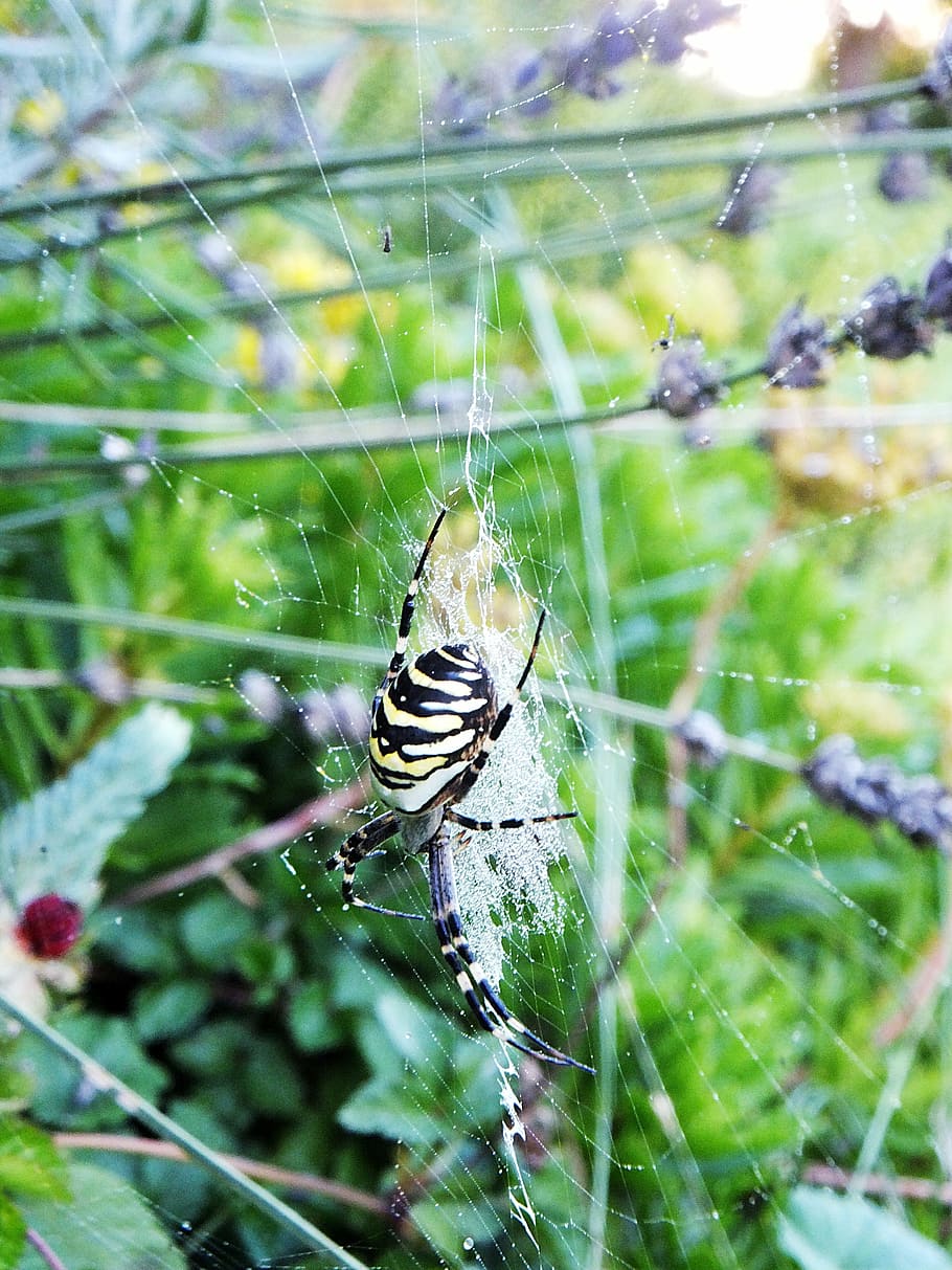 pavouk, zahrada, letní, síť, pavouk makro, hmyz, pavučina, pavoukovec, makro, Příroda, vosa pavouk, zvířat, bezobratlý, zvíře, zvířata ve volné přírodě, pavoučí síť, jednoho zvířete, křehkost, detail, zranitelnost, zaměřit se na popředí, členovců, den, krása v přírodě, nikdo, rostlina, web, složitost, venku, zvířecí noha, 4K