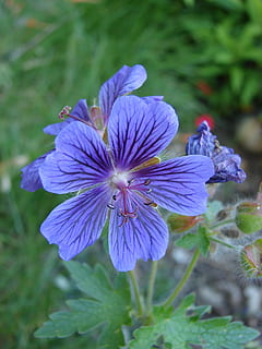 cranesbill, geranio, fioritura, viola, estate, botanica, giardino, pianta fiorita, fiore, pianta, fragilità, bellezza nella natura, vulnerabilità, freschezza, petalo, crescita, testa di fiore, infiorescenza, avvicinamento, natura, nessuno, concentrarsi sulle conoscenze acquisite, giorno, messa a fuoco selettiva, polline, morbidezza, 2K, CC0, dominio pubblico, privo di copyright