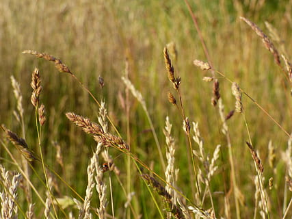 lame, nitidezza, macro, campo, orecchie, cereali, il Sole, estate, pianta, crescita, pianta di cereali, raccolto, natura, agricoltura, concentrarsi sulle conoscenze acquisite, nessuno, terra, giorno, bellezza nella natura, avvicinamento, la tranquillità, scena rurale, luce del sole, erba, all'aperto, Marrone, paesaggio, avena - coltura, 4K, CC0, dominio pubblico, privo di copyright
