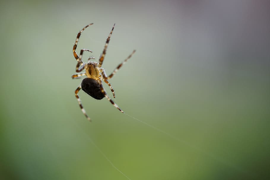 spin-, have edderkopper, makro, arachnid, edderkop, hvirvelløse, insekt, et dyr, leddyr, dyre temaer, edderkoppespind, dyr, dyr i naturen, dyreliv, skrøbelighed, tæt på, fokus på forgrunden, natur, selektiv fokusering, zoologi, dag, dyr ben, ingen mennesker, udendørs, web, 5K