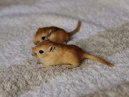 สอง, สีน้ำตาล, หนู, เสื่อ, gerbil, เม้าส์, 3 สัปดาห์, Nager, น่ารัก, ด้วยกัน, เจอร์บิล, หวาน, สัตว์เล็ก, ผ้าขนสัตว์สีธรรมชาติ, เล็ก, สำรวจ, ธีมสัตว์, สัตว์, เลี้ยงลูกด้วยนม, สัตว์หนึ่งตัว, สัตว์ป่า, ไม่มีคน, มีกระดูกสันหลัง, สัตว์ในป่า, ที่ใช้ฟันแทะ, เลือกโฟกัส, ใกล้ชิด, วัน, มุมมองด้านข้าง, ในประเทศ, สัตว์เลี้ยง, ในบ้าน, มุมมองมุมสูง, ที่ดิน, 2K, CC0, โดเมนสาธารณะ, ค่าลิขสิทธิ์ฟรี