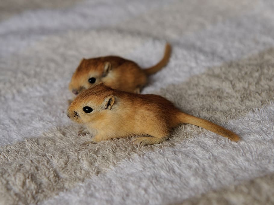 dos, marró, rosegadors, estora, gerbil, ratolí, 3 setmanes, nager, bonic, junts, gerbils, dolç, animals joves, beix, petit, explorar, temes d'animals, animal, mamífer, un animal, fauna animal, cap gent, vertebrats, animals a la natura, rosegador, enfocament selectiu, primer pla, dia, vista lateral, nacional, mascotes, a l'interior, vista d’angle alt, terra, 2K